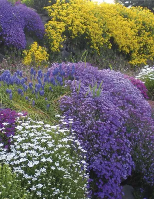 Rockery Seeds