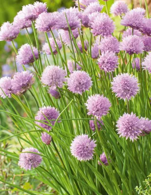 Chive Seeds