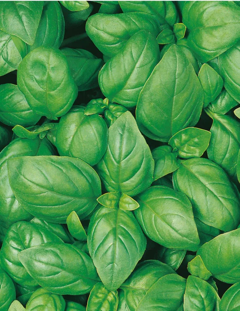 Basil Seeds
