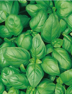Basil Seeds