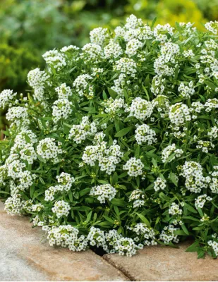 Flower Seeds