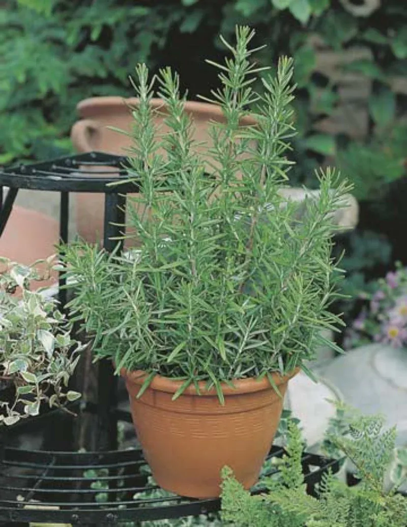 Rosemary Seeds