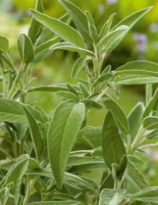Sage Seeds