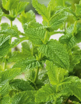 Mint
