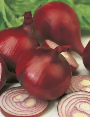 Onion Seeds