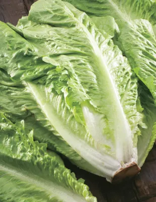 Lettuce Seeds