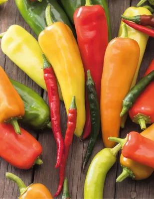 Chilli Seeds