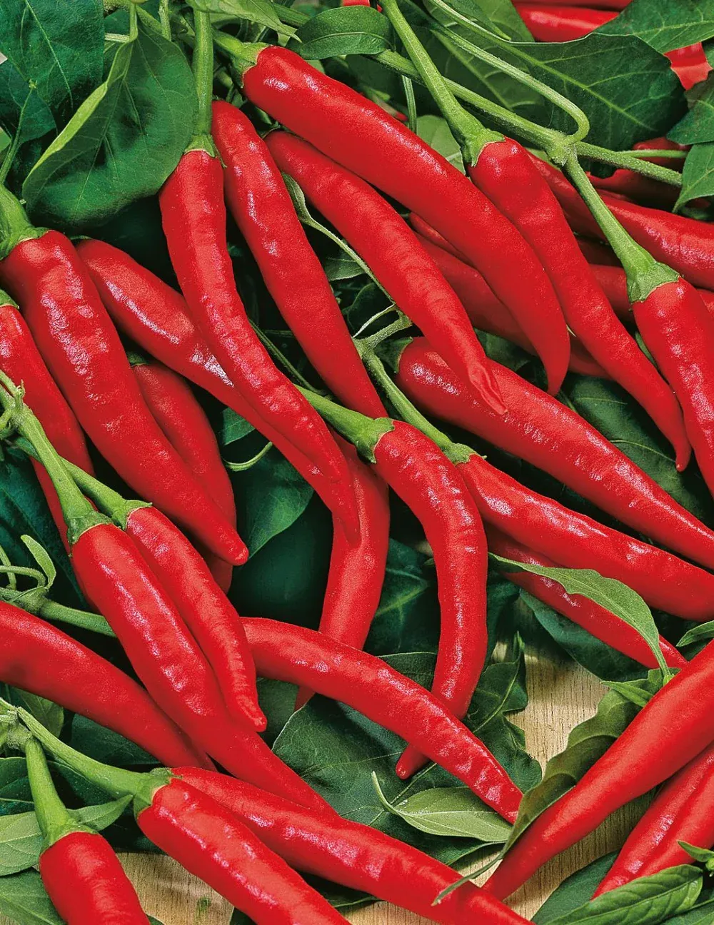 Chilli Seeds
