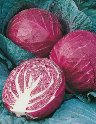 Cabbage Seeds