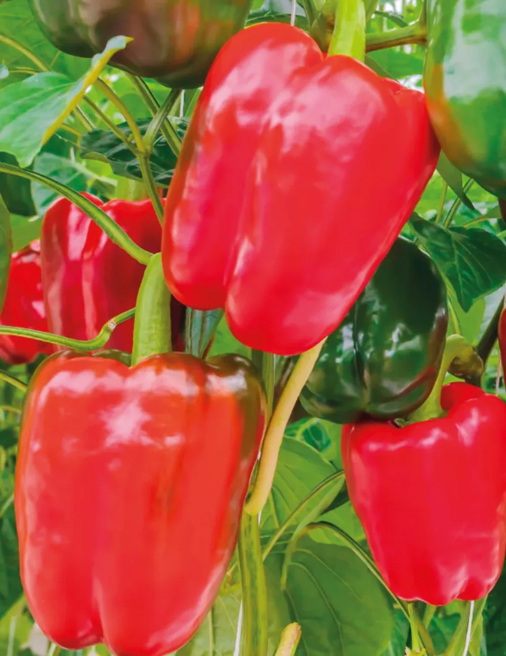 Capsicum Seeds