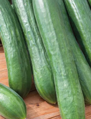 Cucumber Seeds