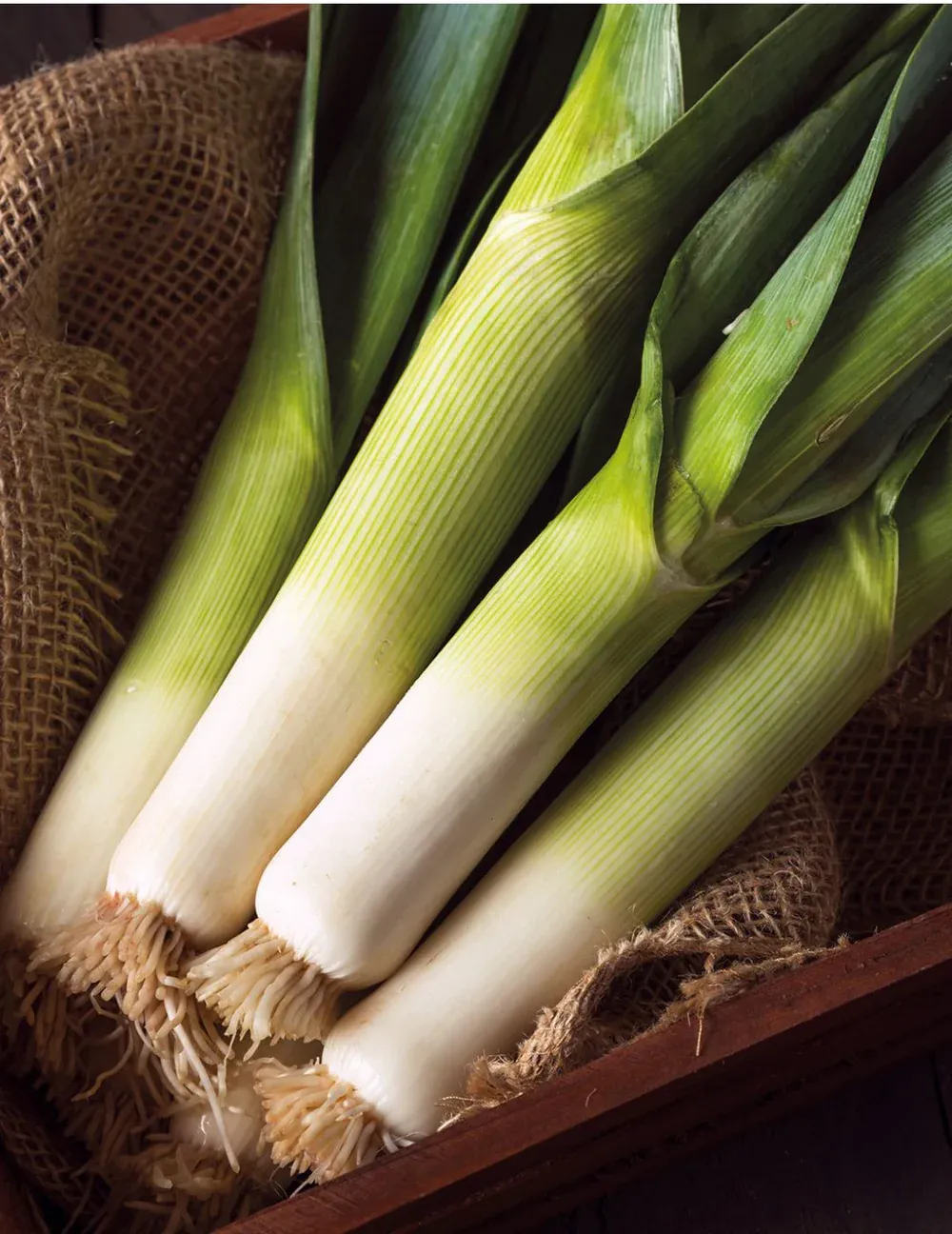 Leek Seeds