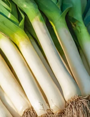 Leek Seeds