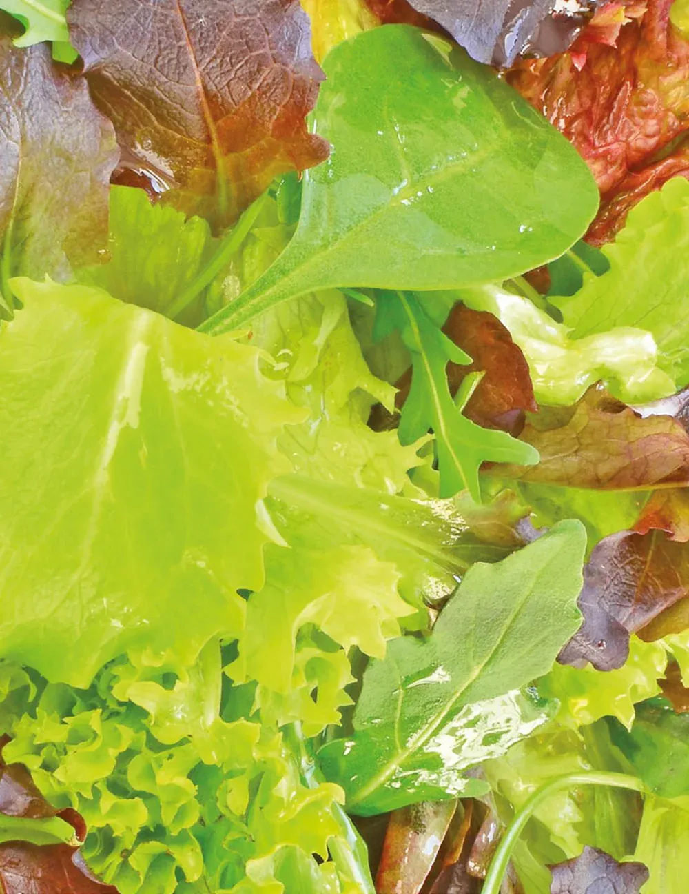 Mesclun Seeds