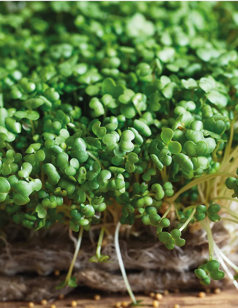 Mustard White Seeds