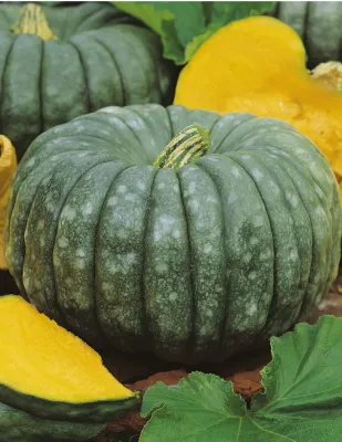 Pumpkin Seeds