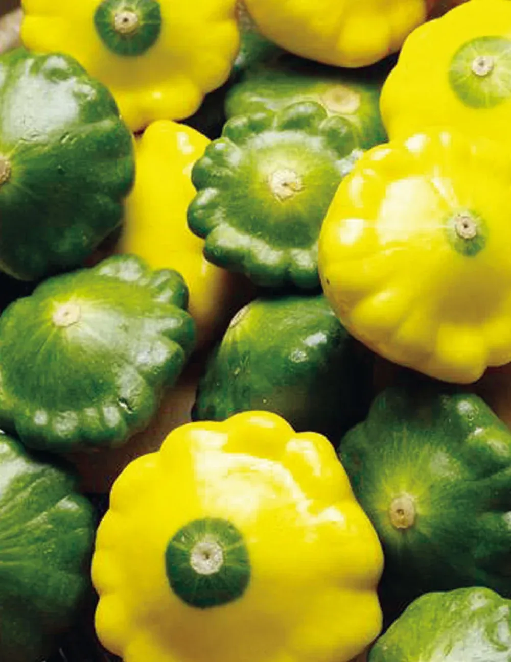Squash Seeds