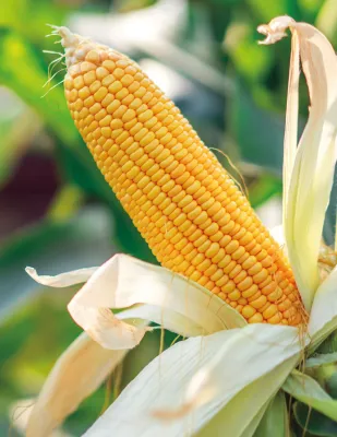 Sweet Corn Seeds