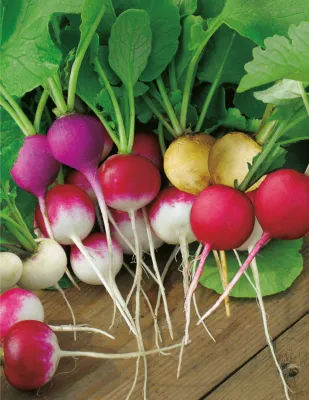 Radish Seeds