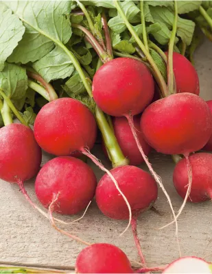 Radish Seeds