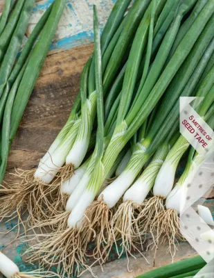 Spring Onion Seeds