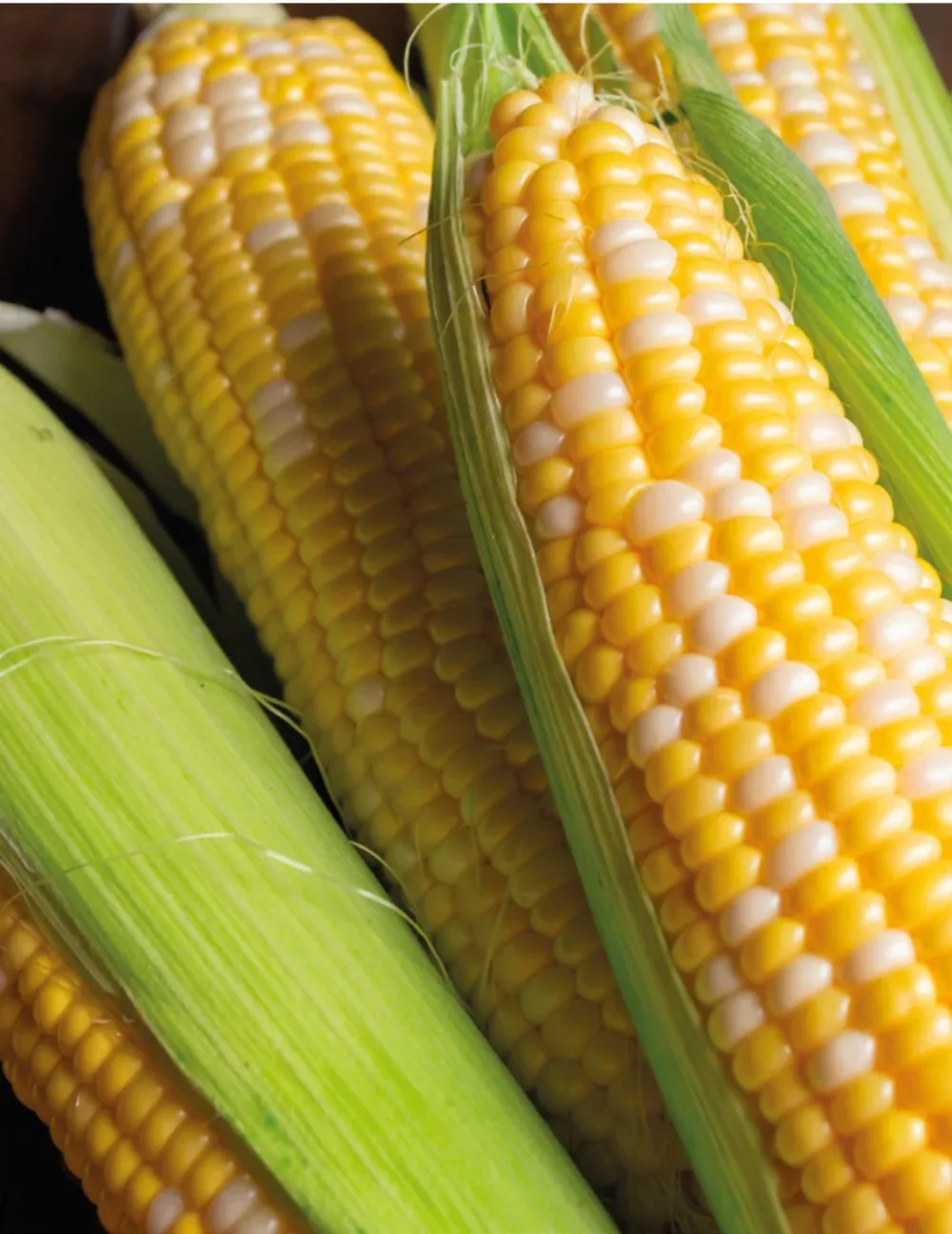 Sweet Corn Seeds