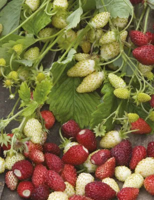 Strawberry Seeds