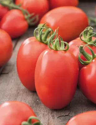 Tomato Seeds