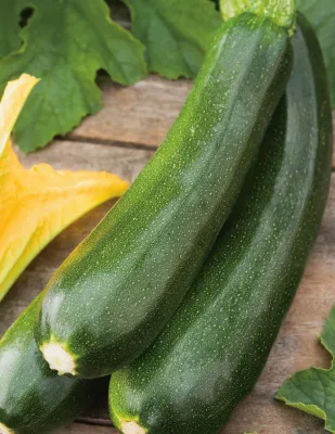 Zucchini Seeds