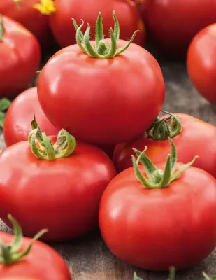 Vegetable Seeds