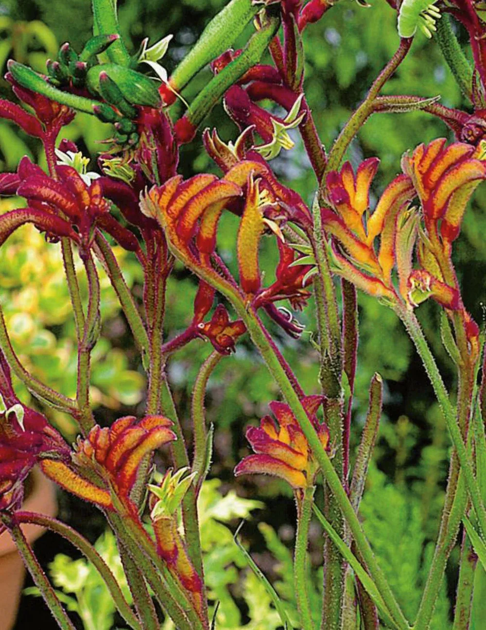 Kangaroo Paw Mixed Colours