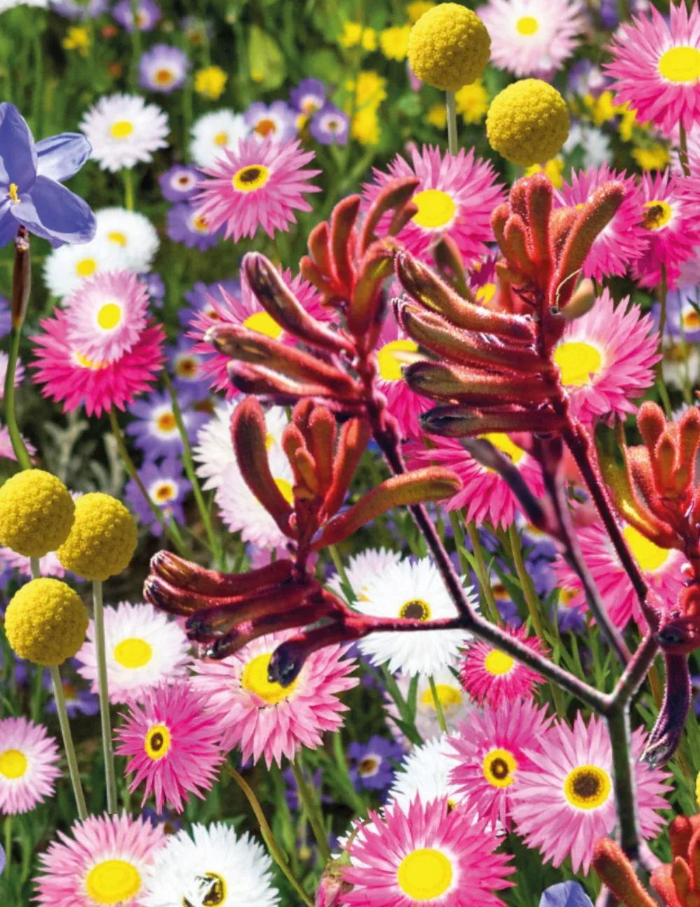 Flower Mix