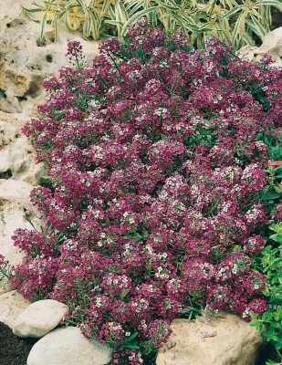 Alyssum Seeds