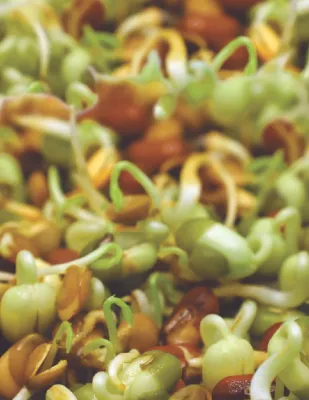Sprouts Alive Seed Range
