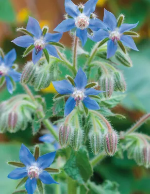 Borage Seeds