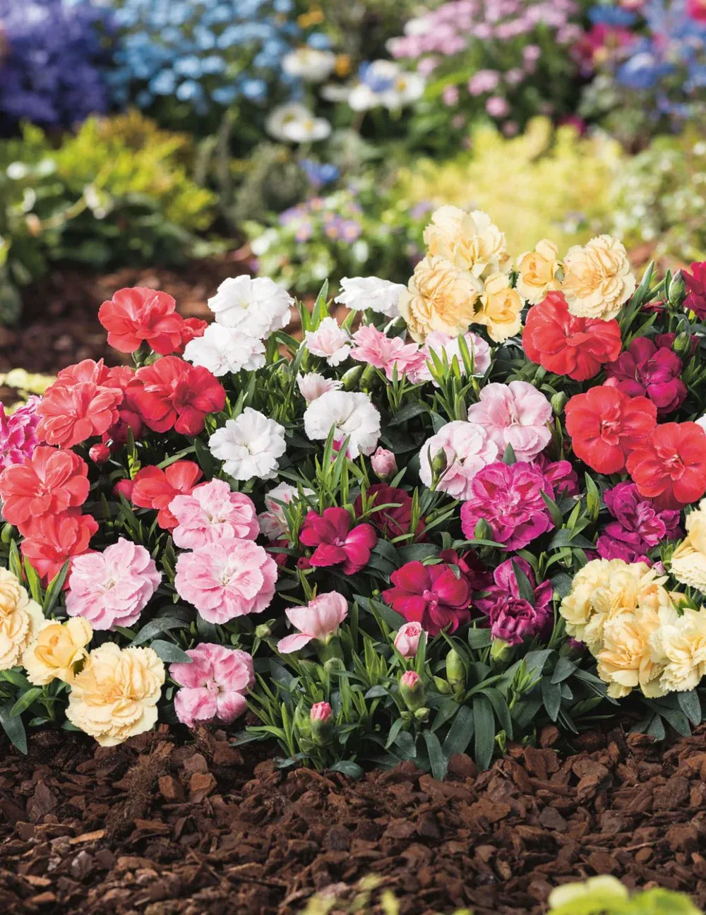 Carnation Seeds