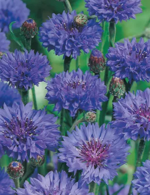 Cornflower Seeds