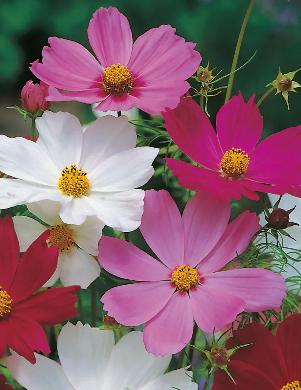 Cosmos Seeds
