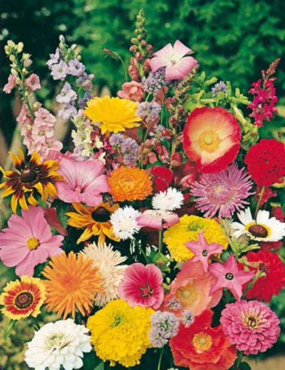 Cottage Garden Seeds