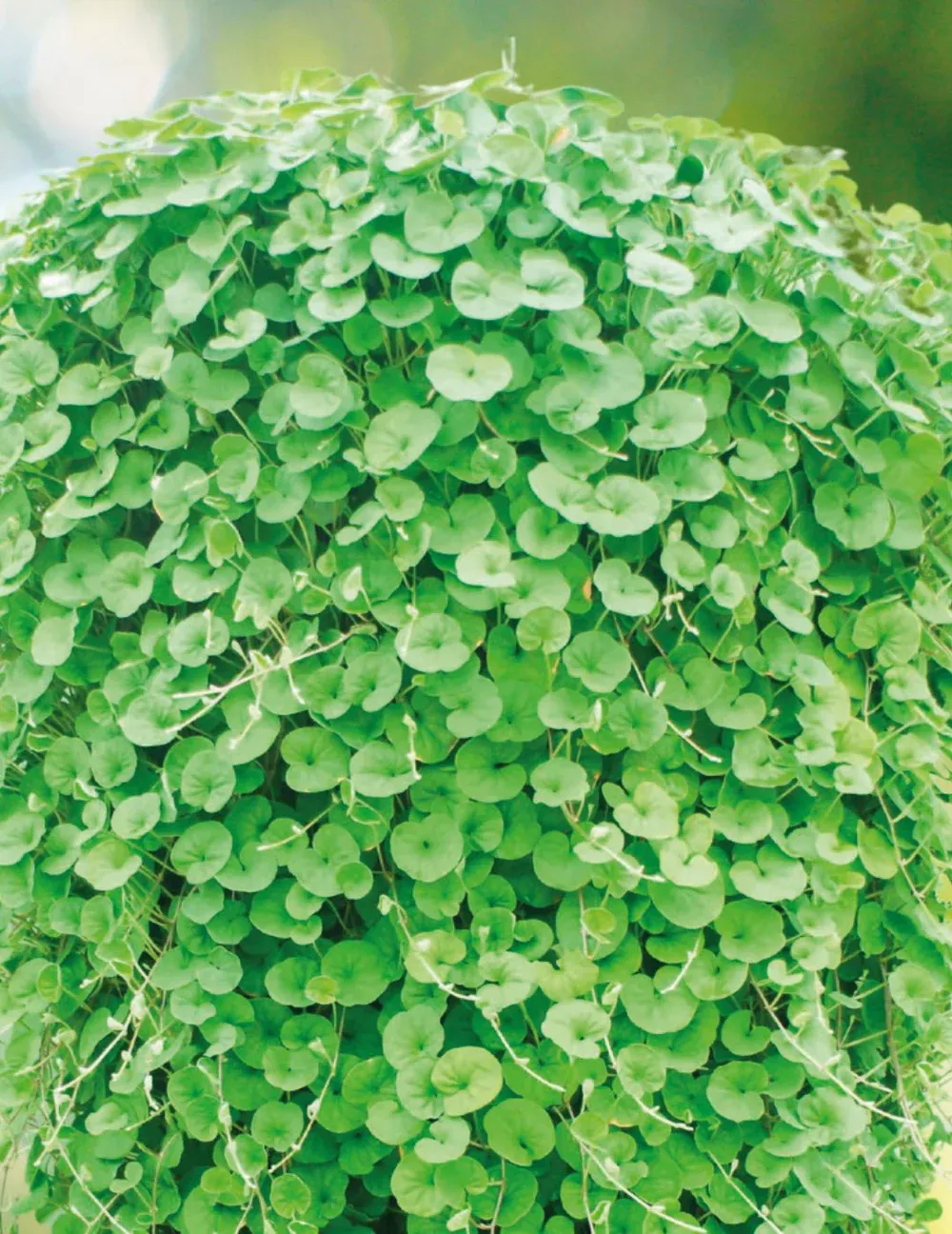 Dichondra Seeds