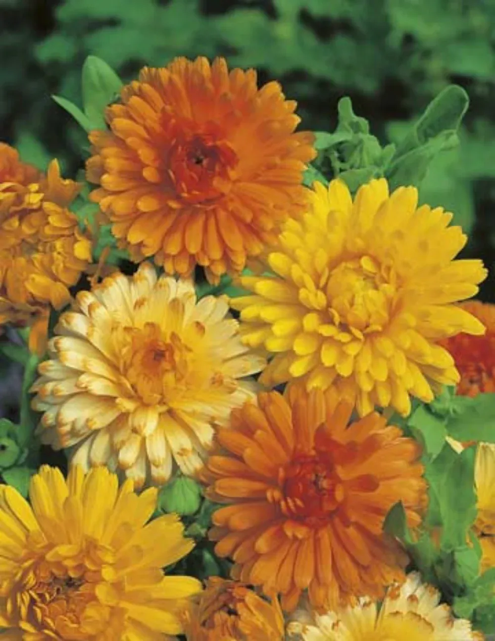 Calendula Seeds