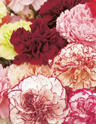 Carnation Seeds
