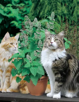 Catnip Seeds