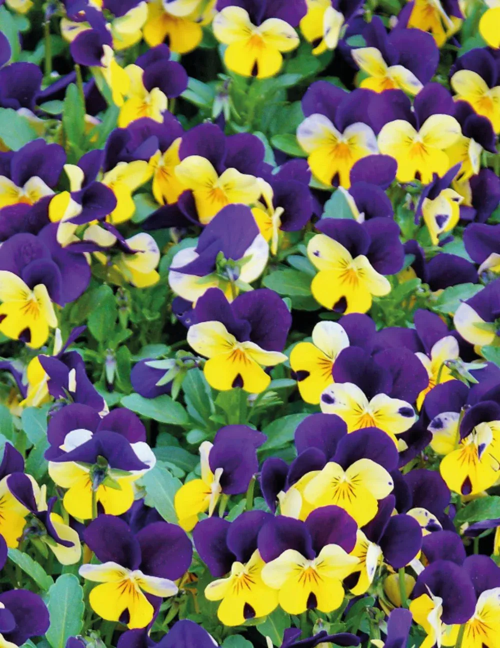 Heartsease Seeds