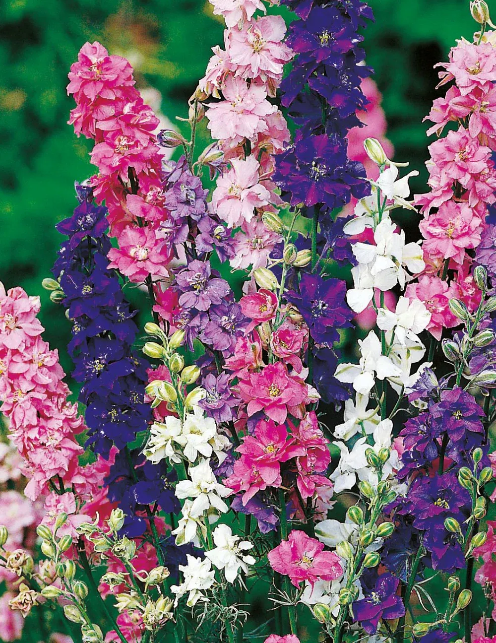 Larkspur Seeds