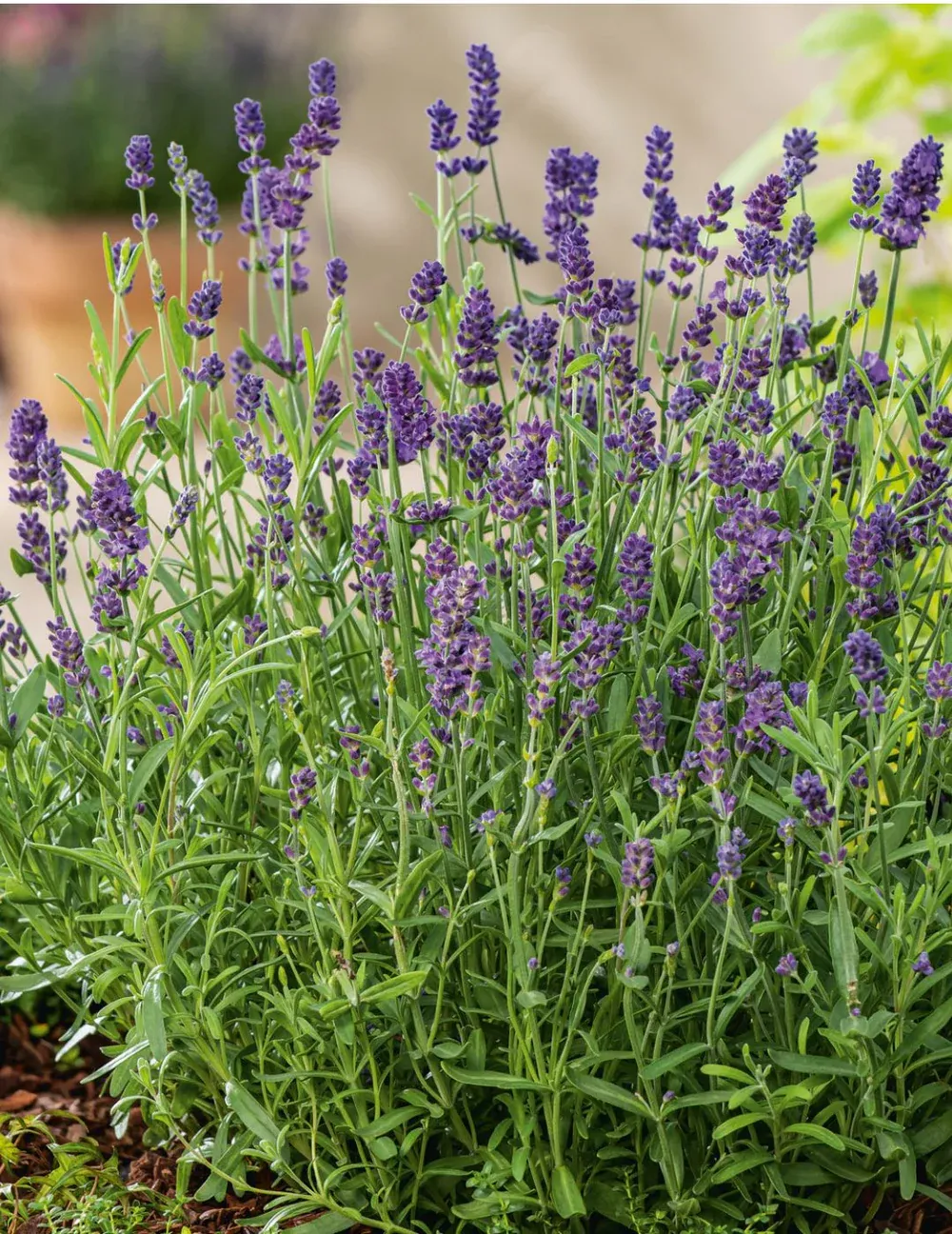 Lavender Seeds