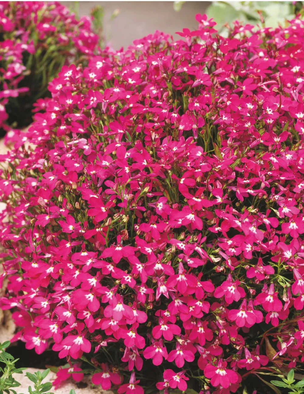 Lobelia Seeds