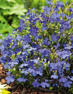 Lobelia Seeds