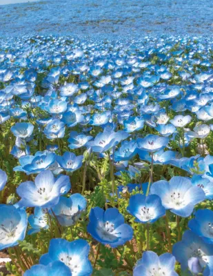 Nemophila Seeds