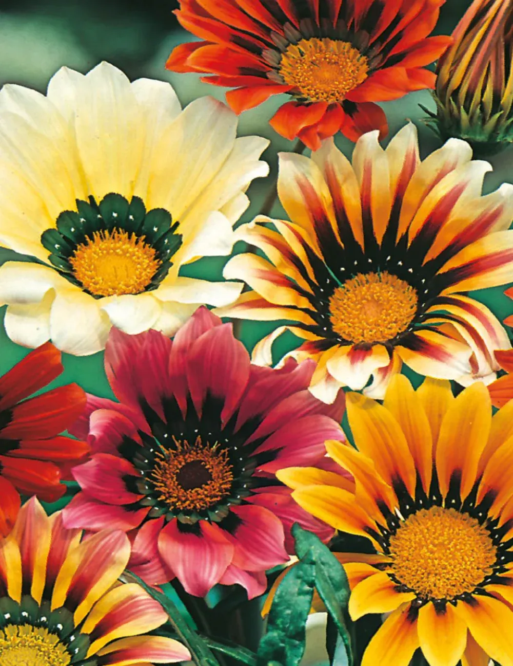 Gazania Seeds